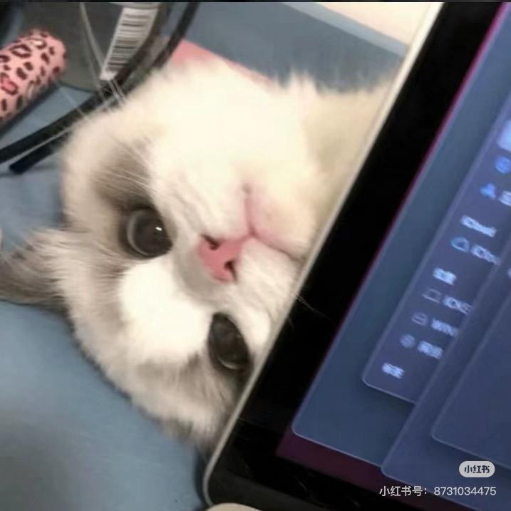 言言子（好运版）