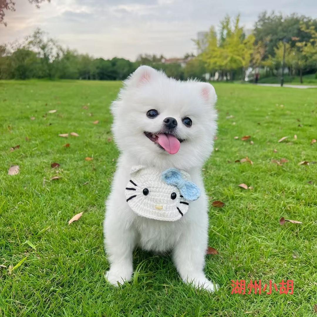 湖州吴兴区萌宠营地6️⃣
