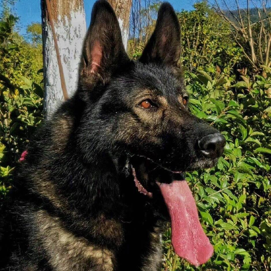 昆明🐶犬王吴公子昆明鑫宝犬舍永贵