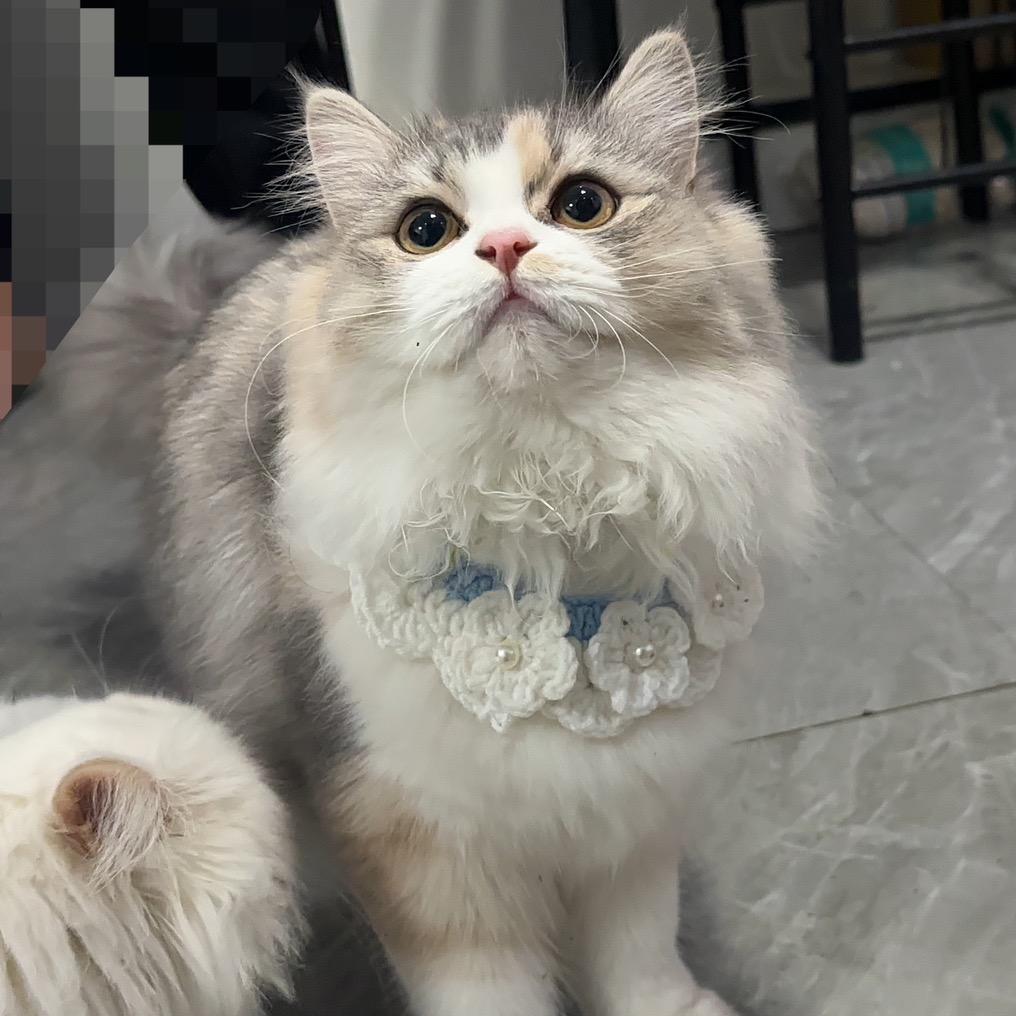 三水的咪