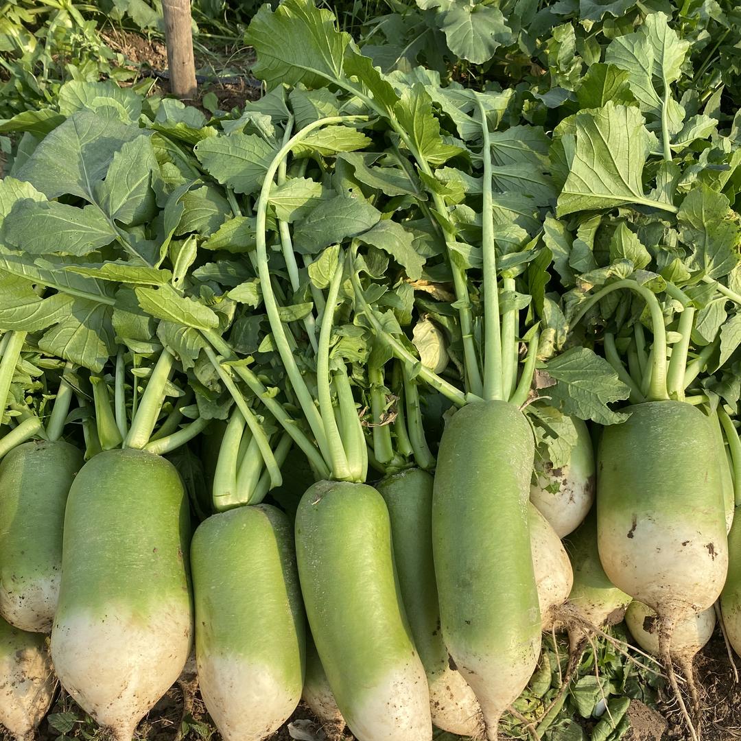 乾禾种植合作社