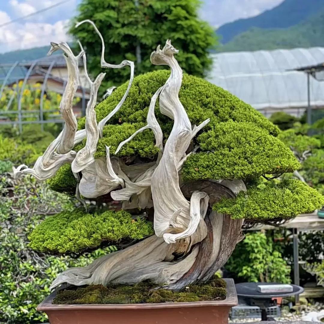 美园盆景