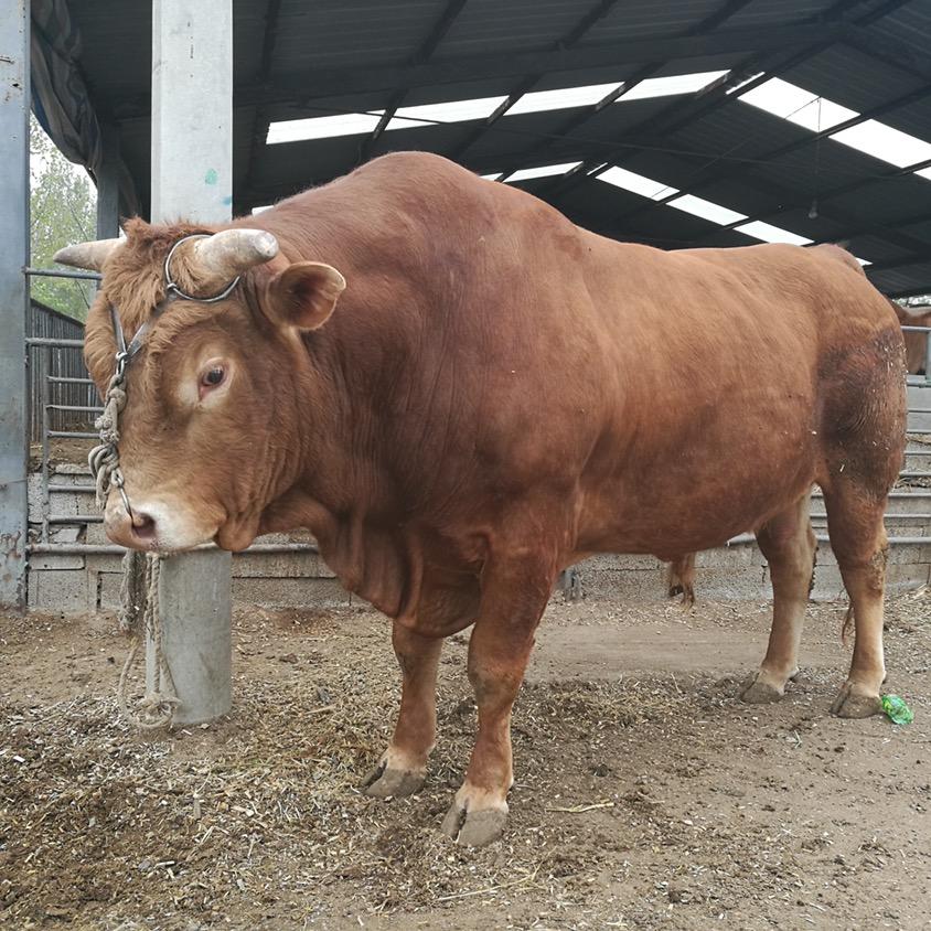 众源肉牛养殖场