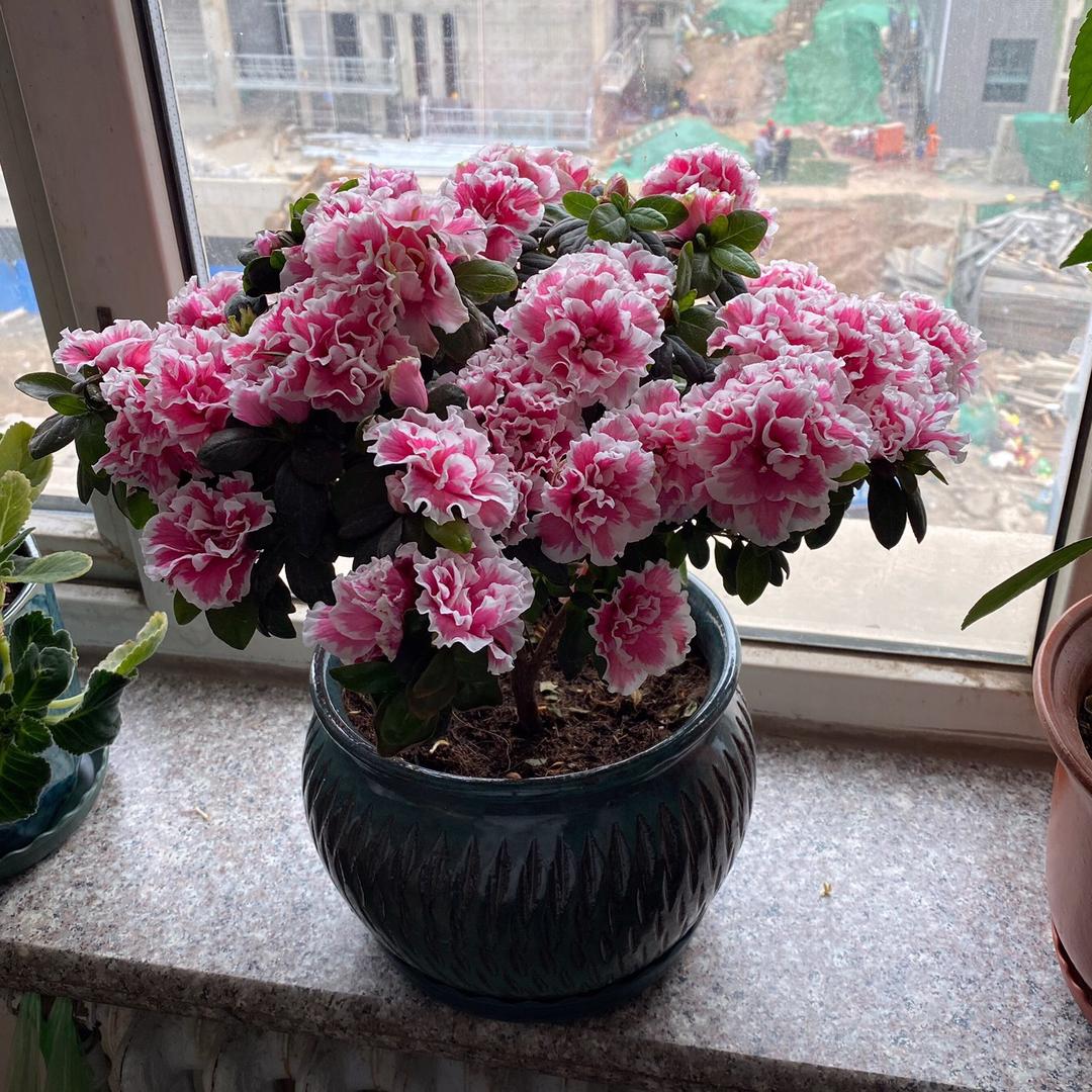 语诗花木场