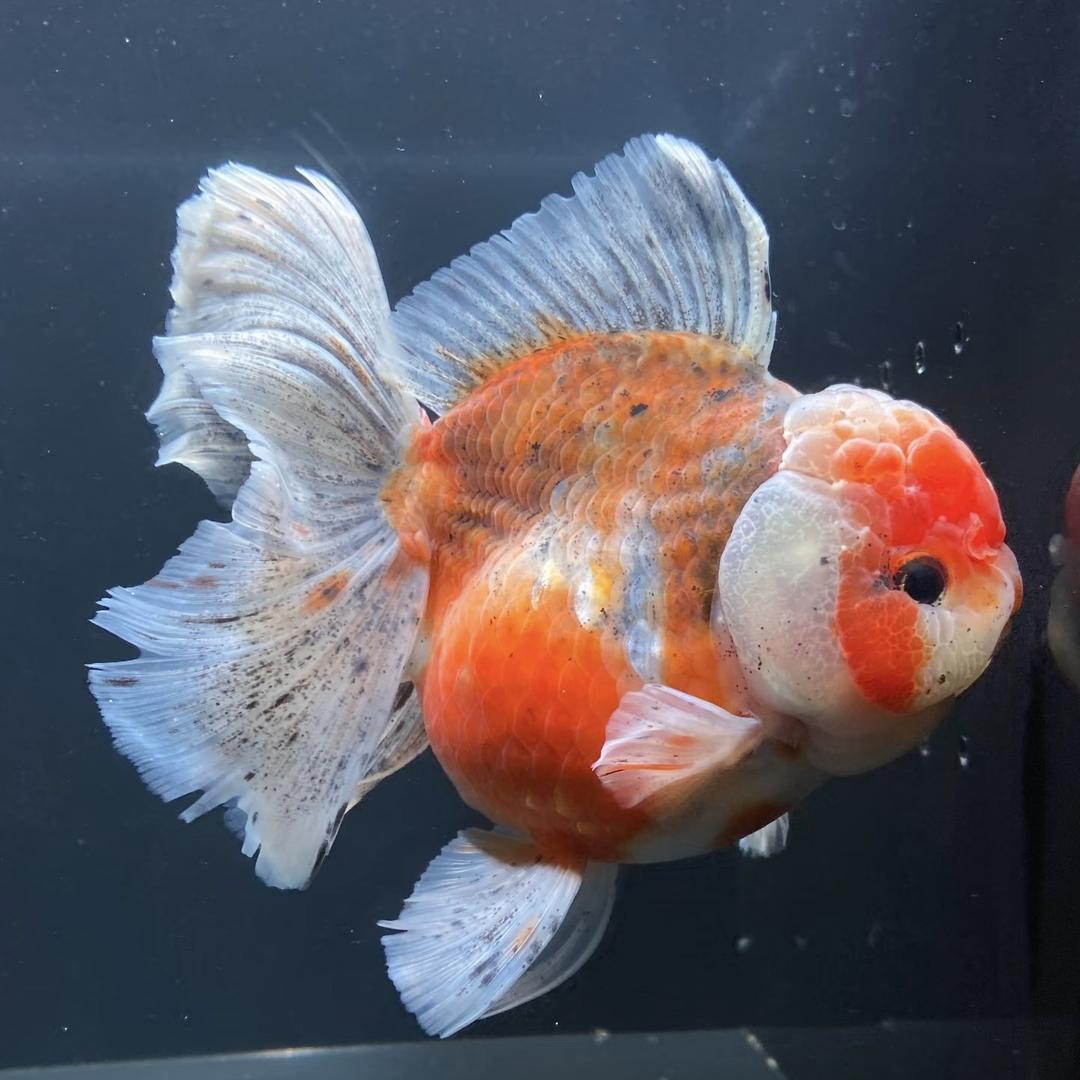 刘老头养鱼日记