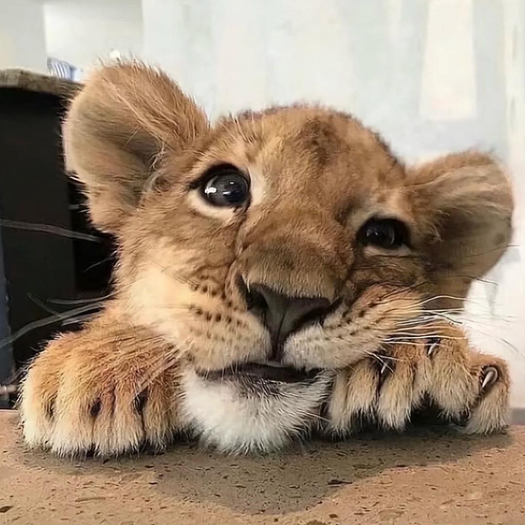 Zoeeee
