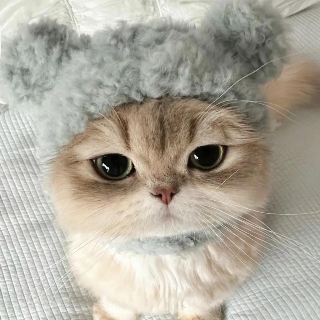 我叫棒棒呀🐱
