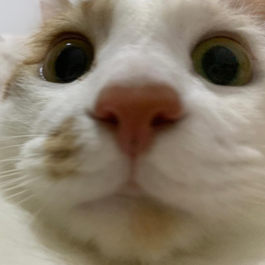 贝贝