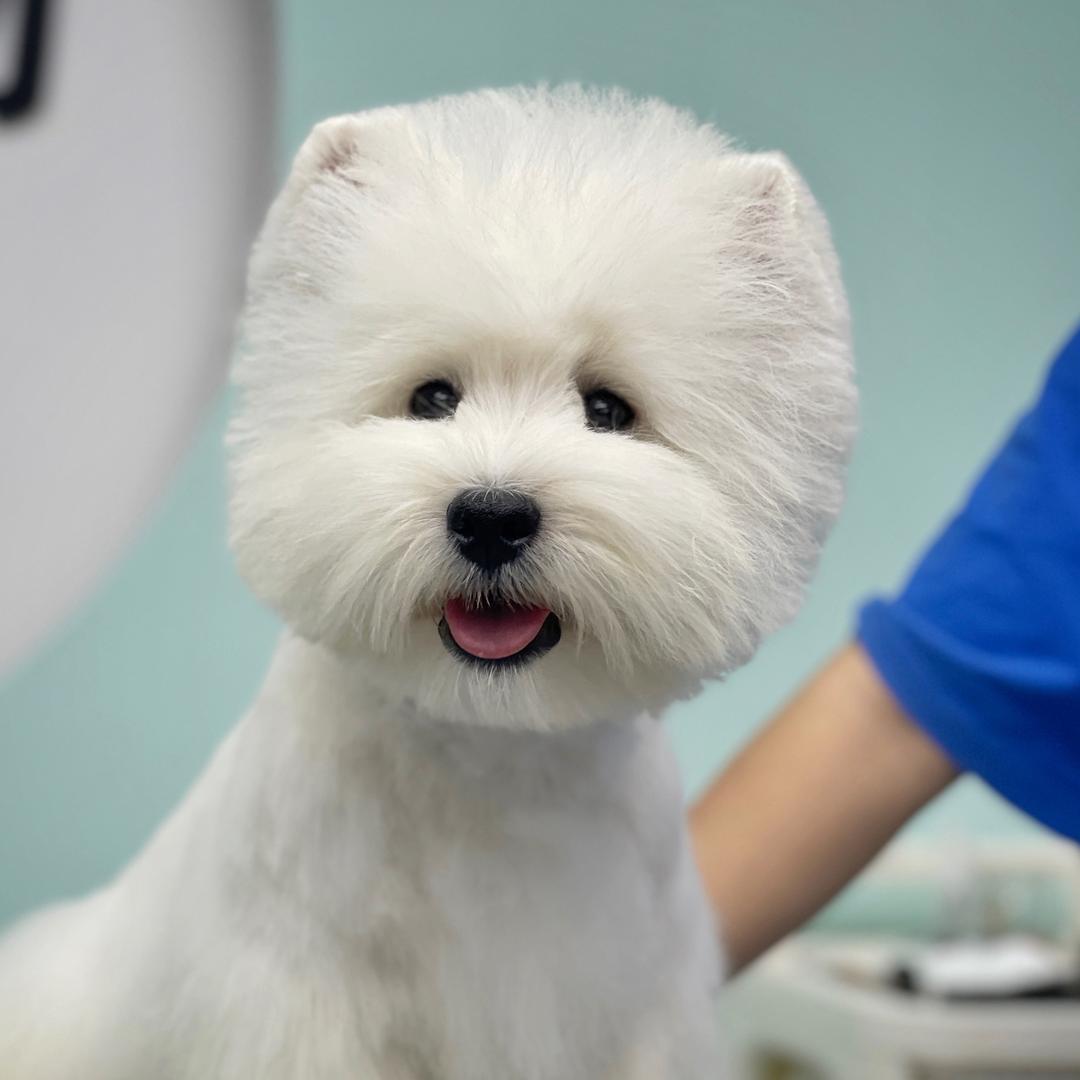 苏大强Royalstar、西高地