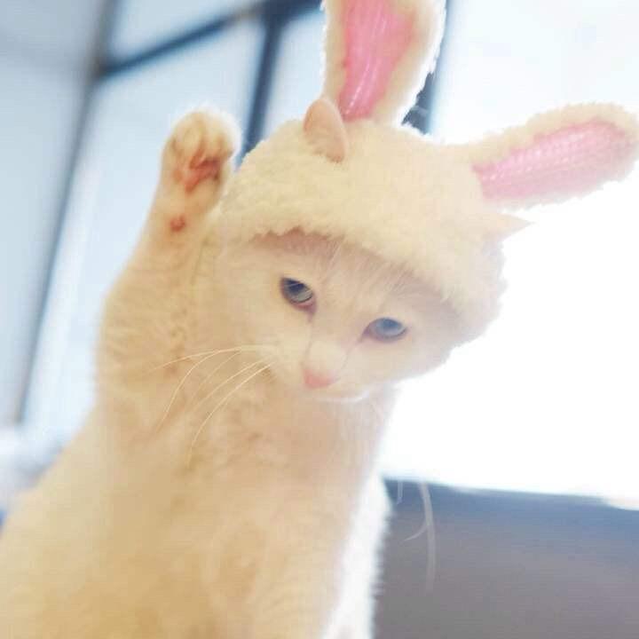 爱吃红豆沙的狮子～💋