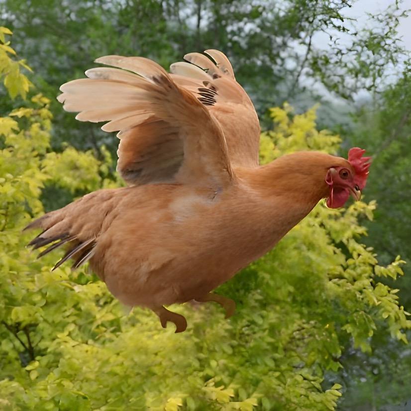 安安🐔散养土鸡蛋