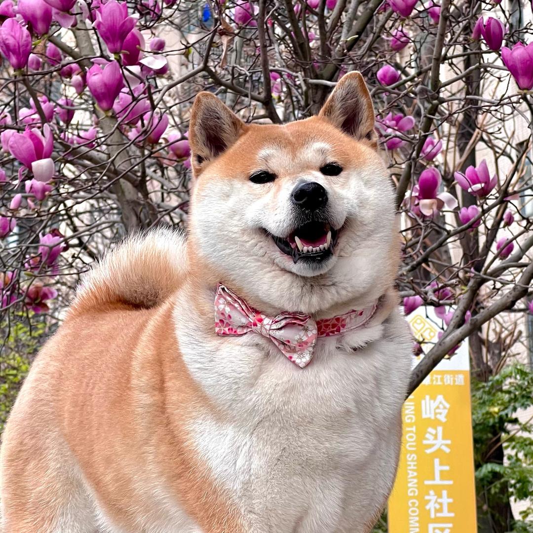 柴犬妹妹