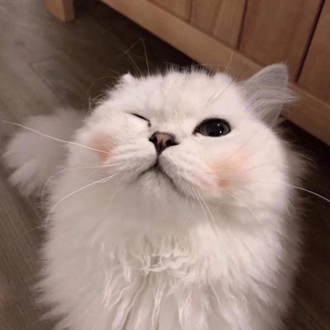 肥鹅