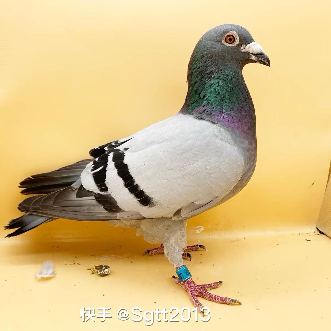 派哥