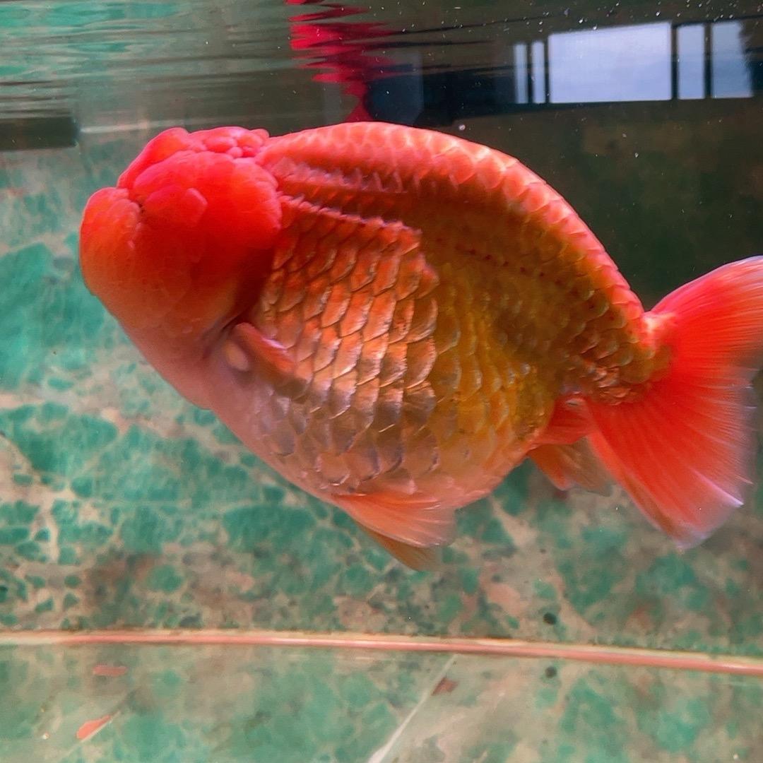 强哥的兰寿鱼日记🐟