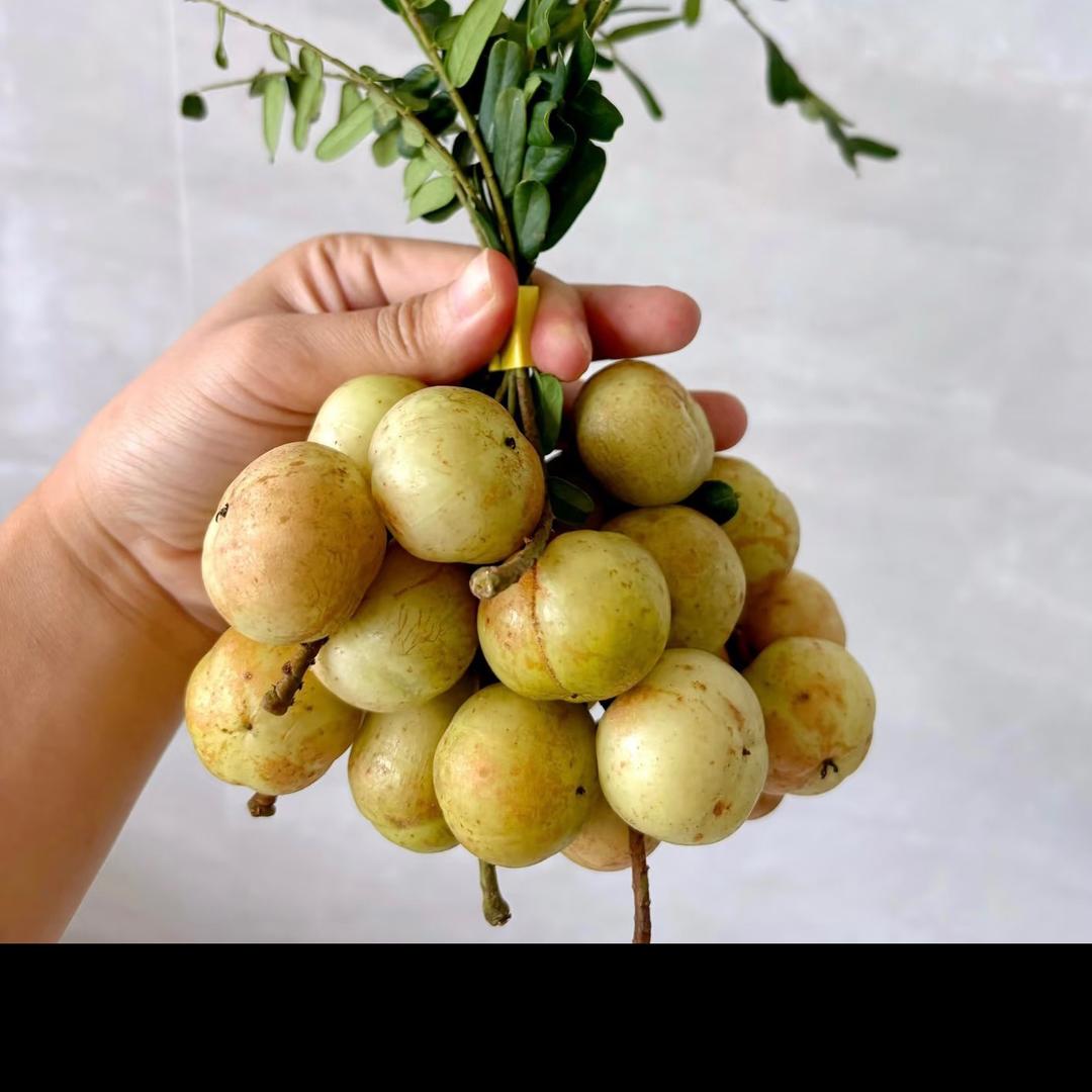 儋柑园：话梅油柑果