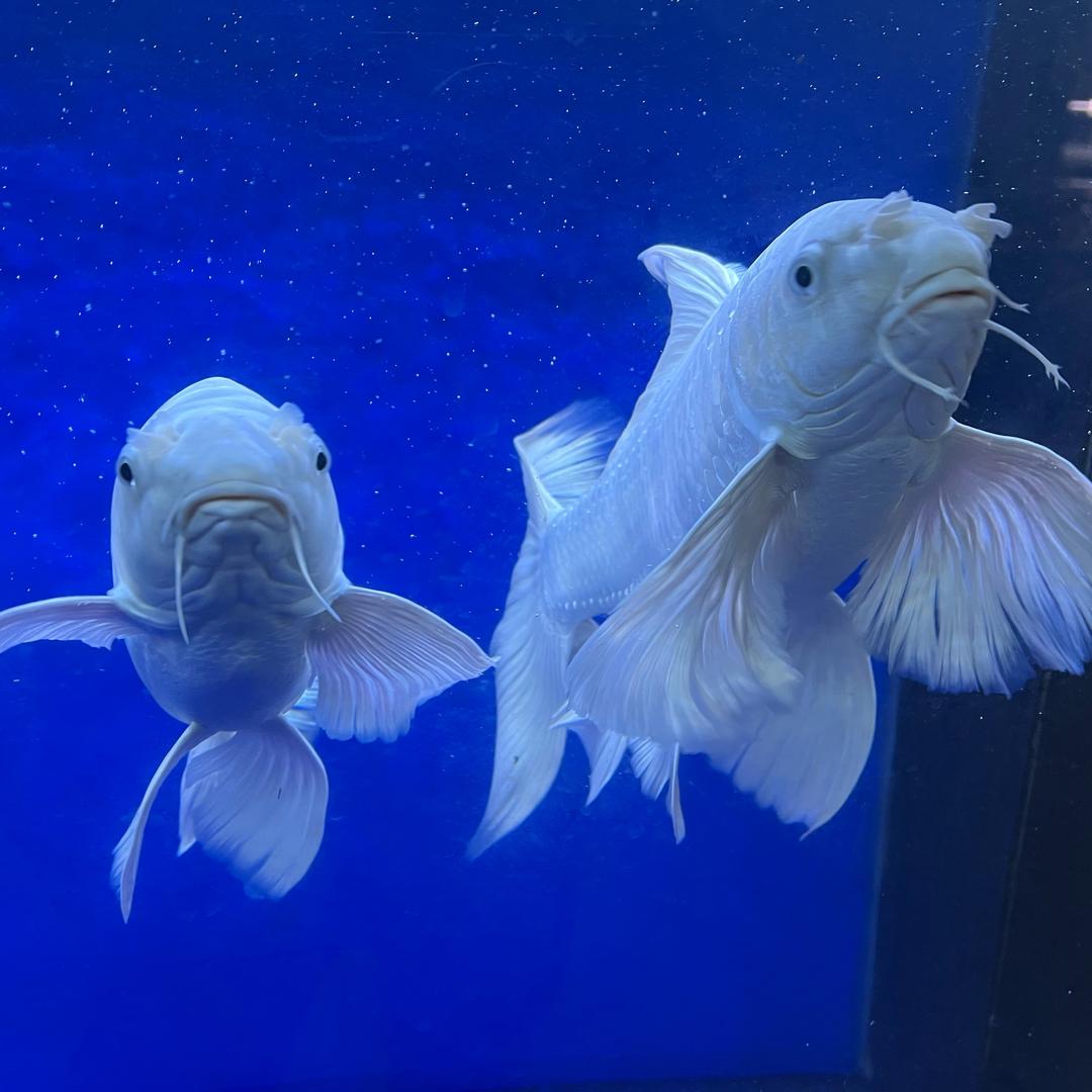 灵韵蝶水族