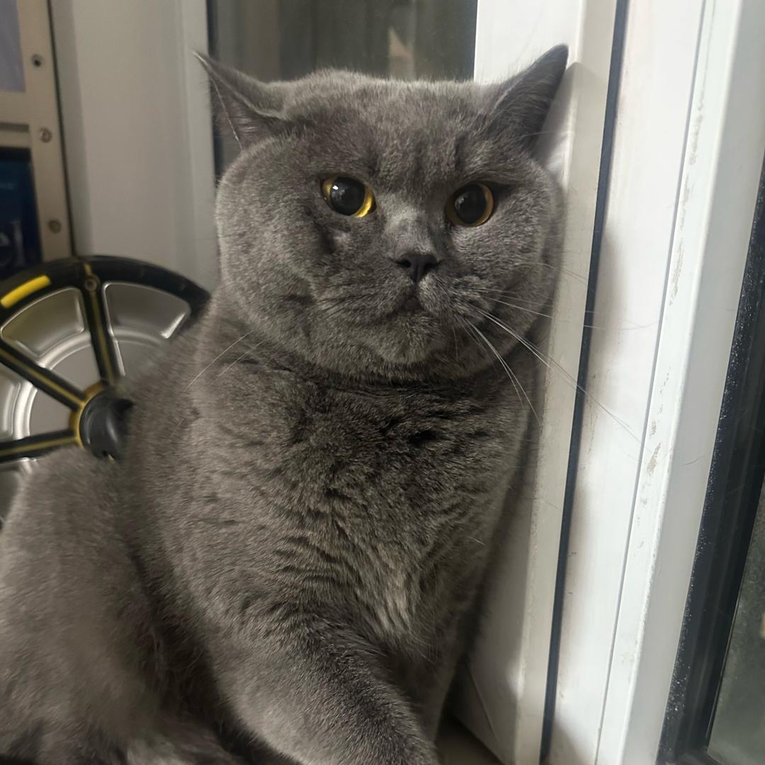 🐈‍⬛ 英短蓝猫（球球）💫