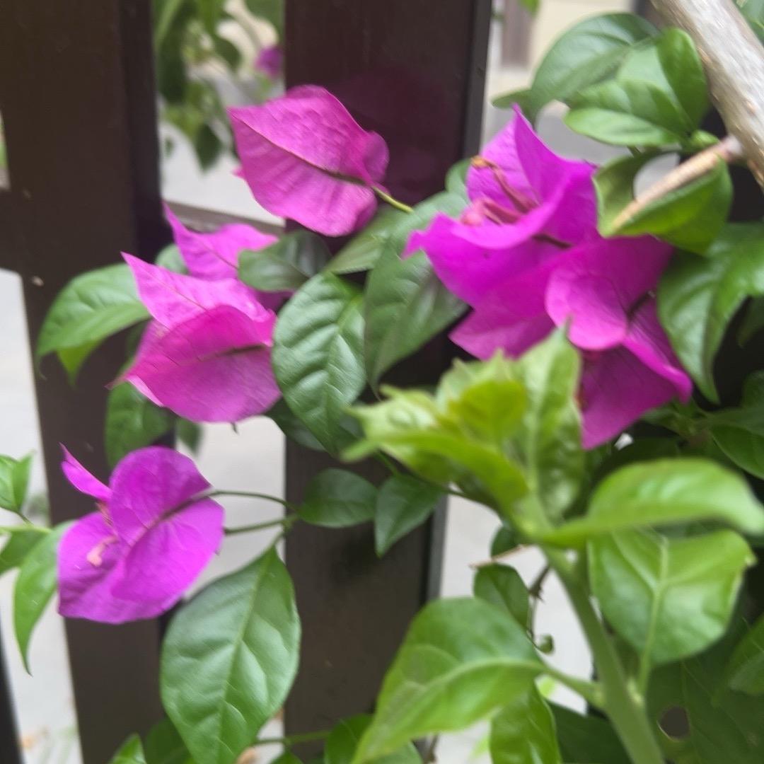 玫瑰花虽漂亮，有刺