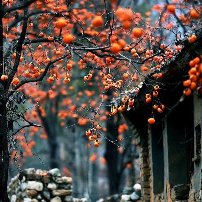 ✿酒醉的探戈✿