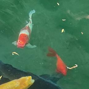锦鲤🐟