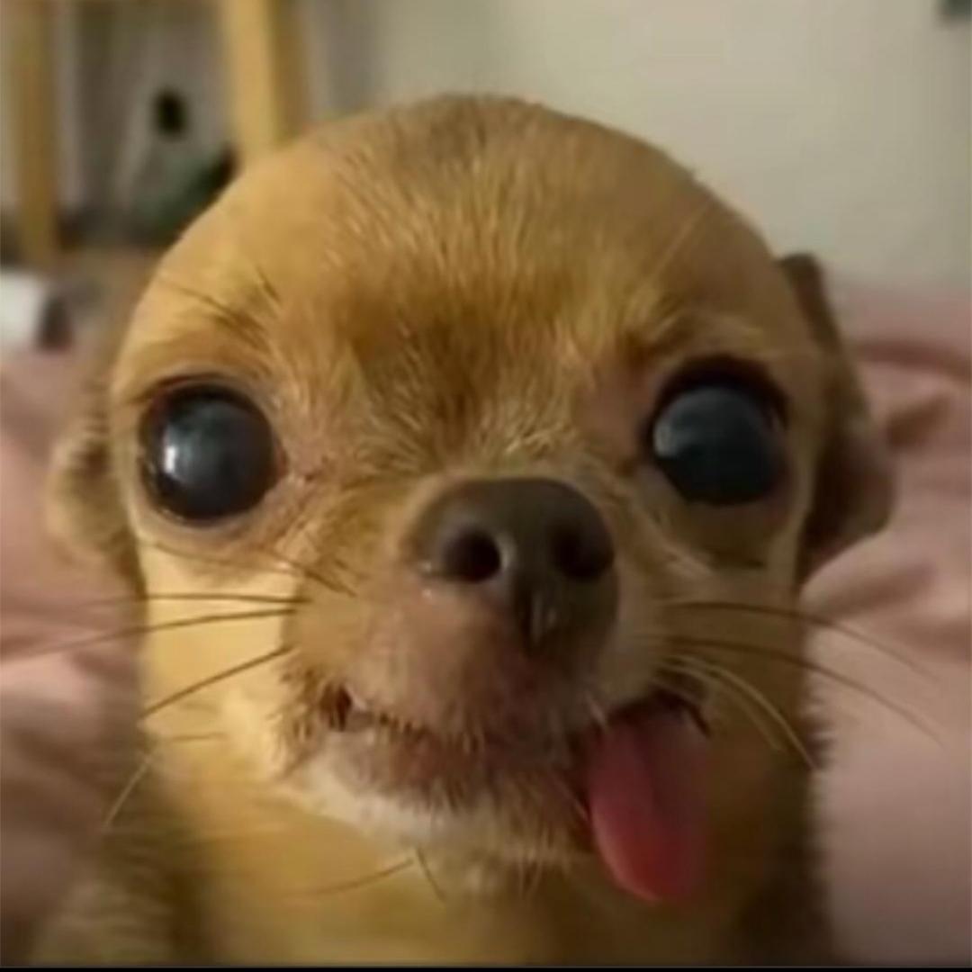 李不理.
