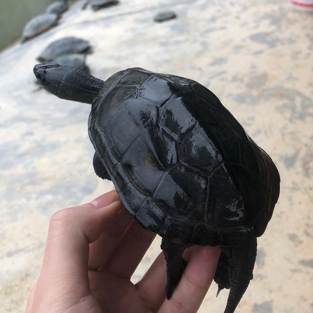 柏熙水族店
