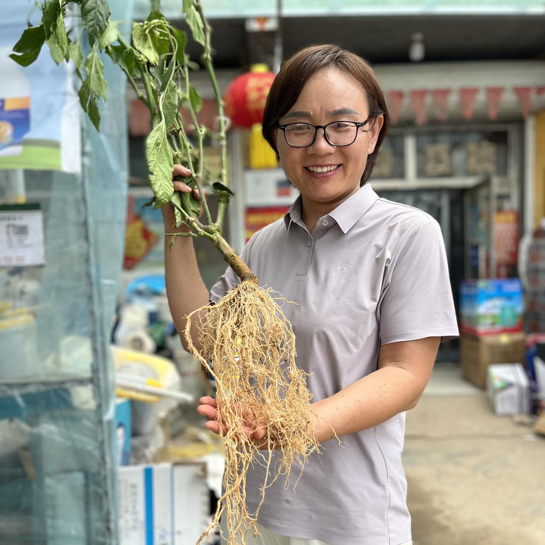 寿光小徐茄子辣椒技术指导