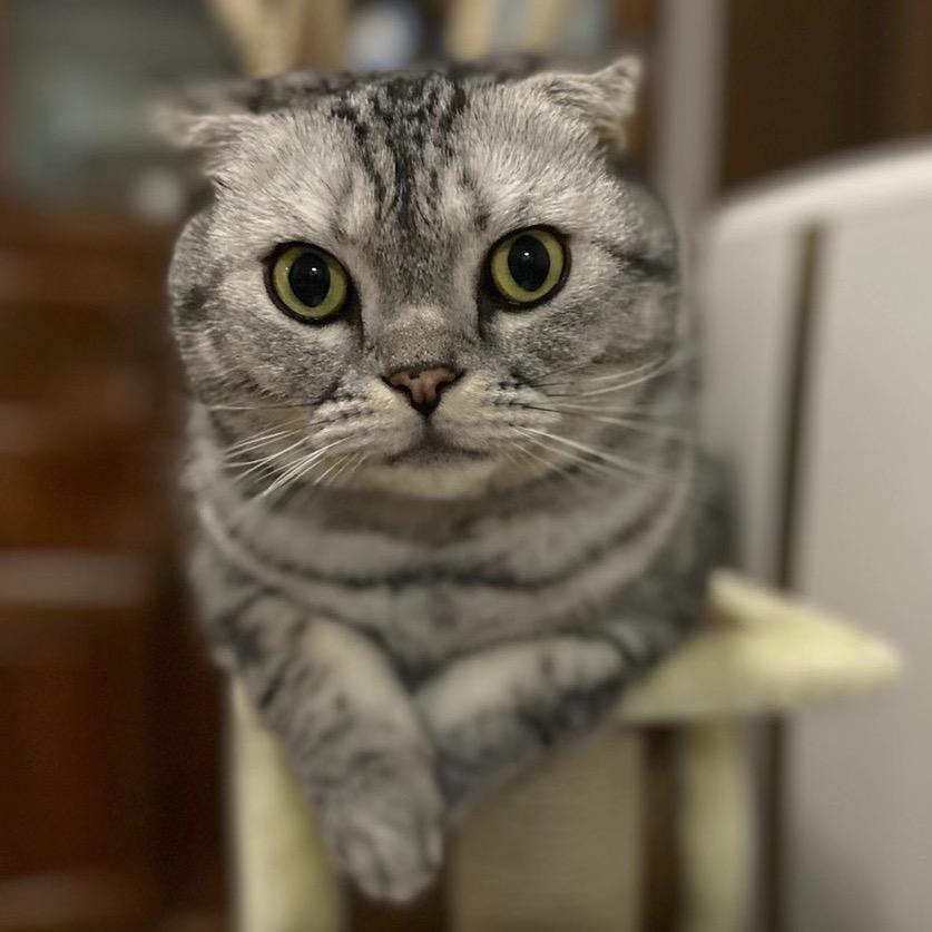 东邪正选