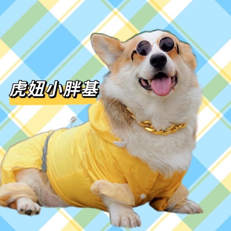 柯基虎妞煤气罐