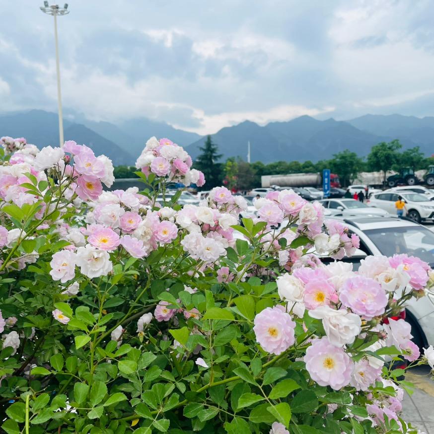 🌹静听花开🌹