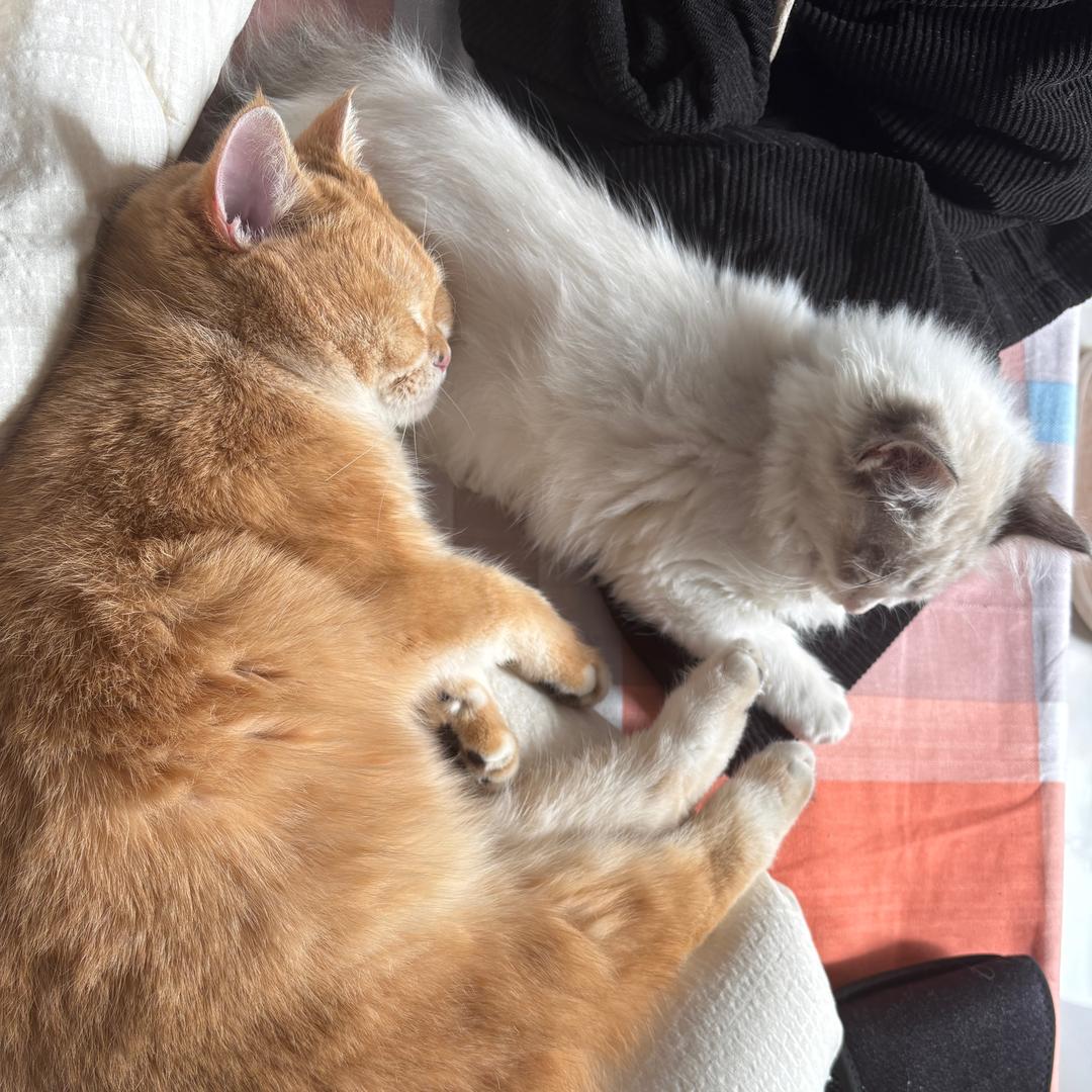 土豆和桃桃（🥔🍑）