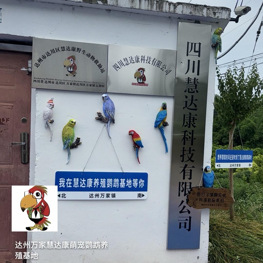 四川慧达康鹦鹉科技有限公司