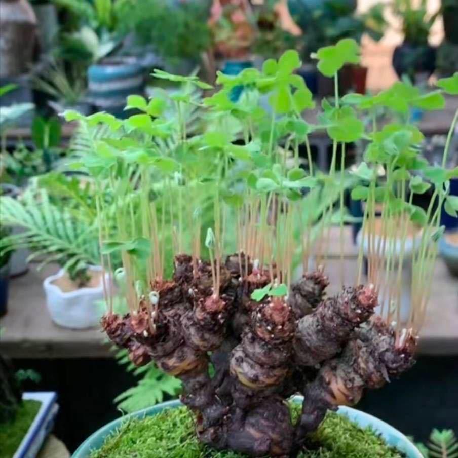 东妮园艺（酢浆草基地）