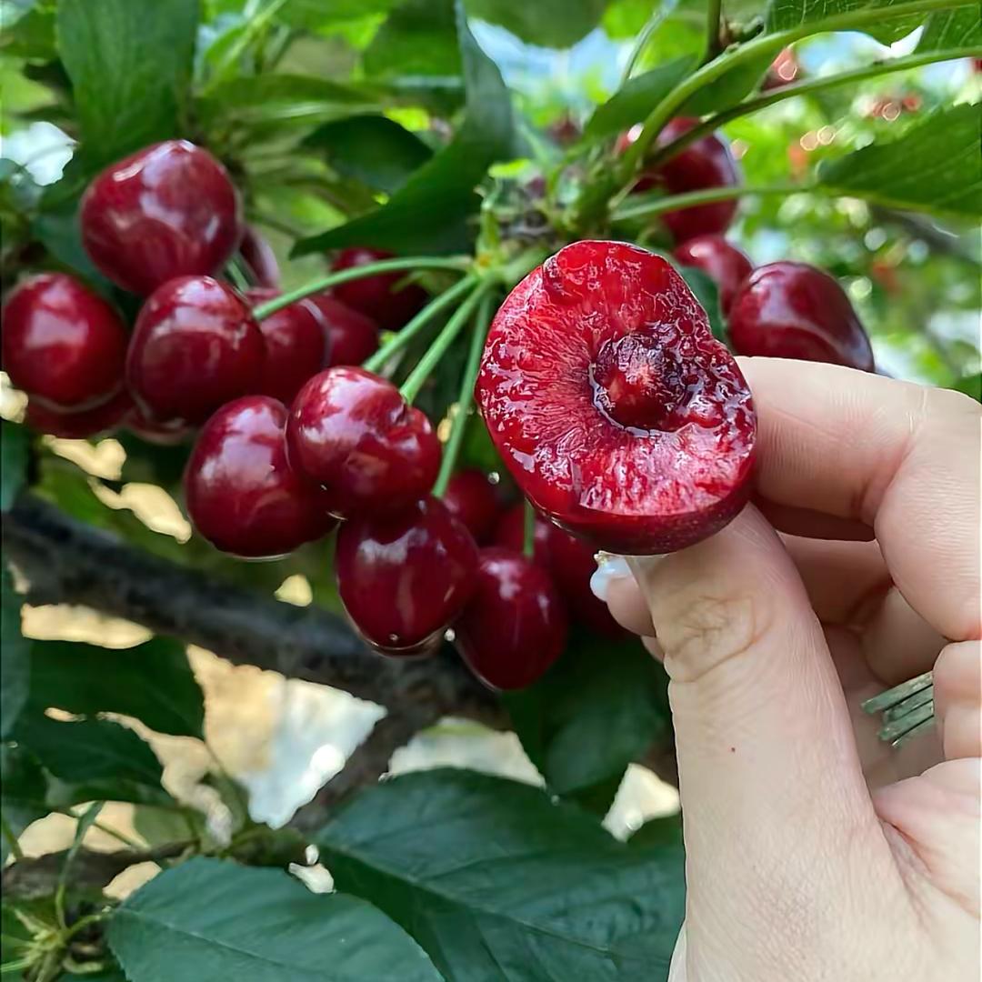 新鲜车厘子明天到