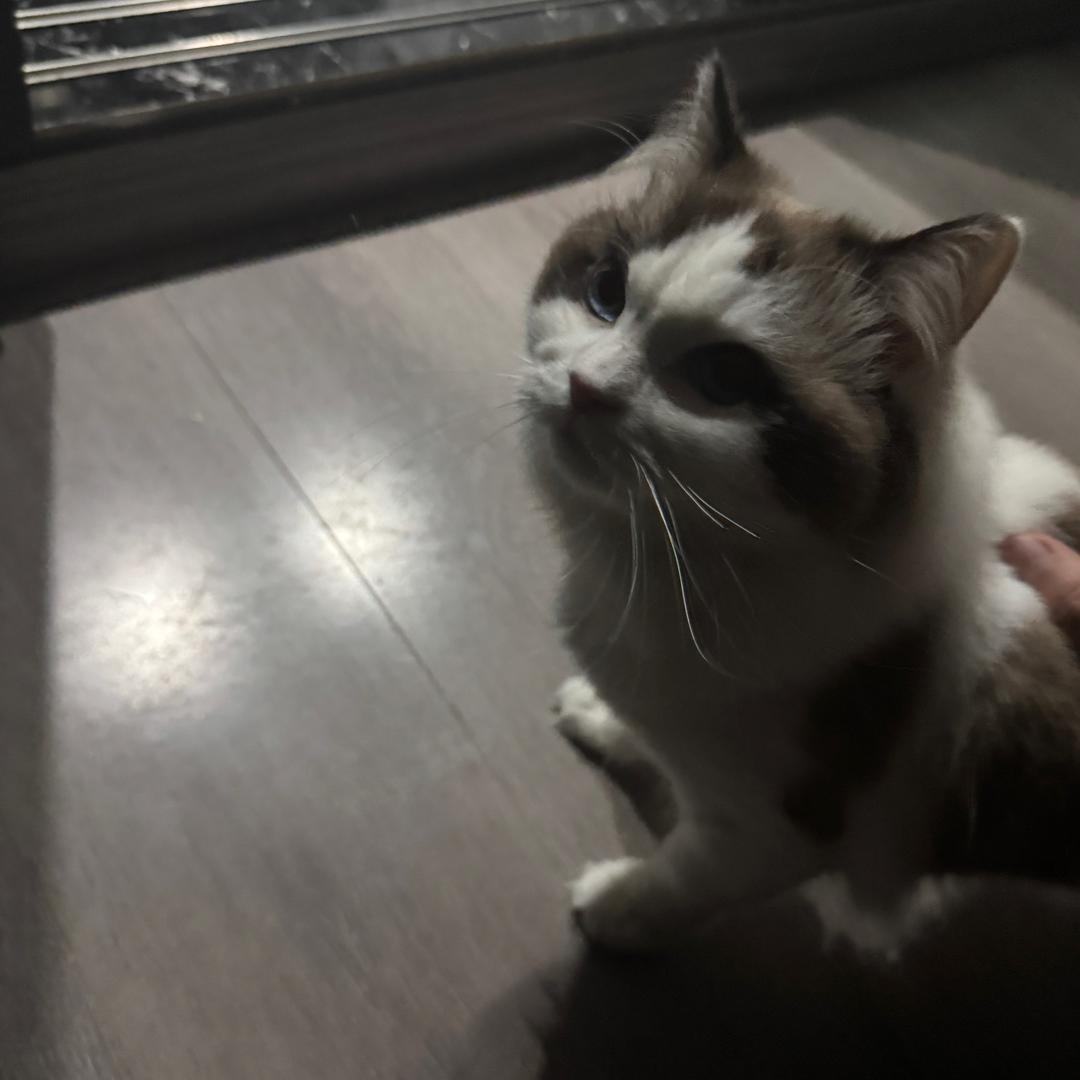 轻松熊洲洲
