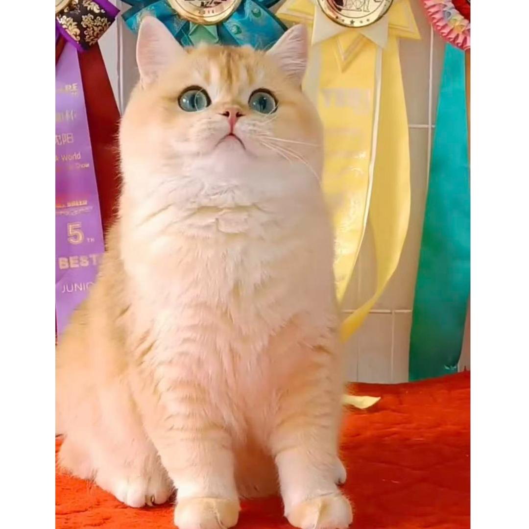 米哆萌宠宠物猫舍