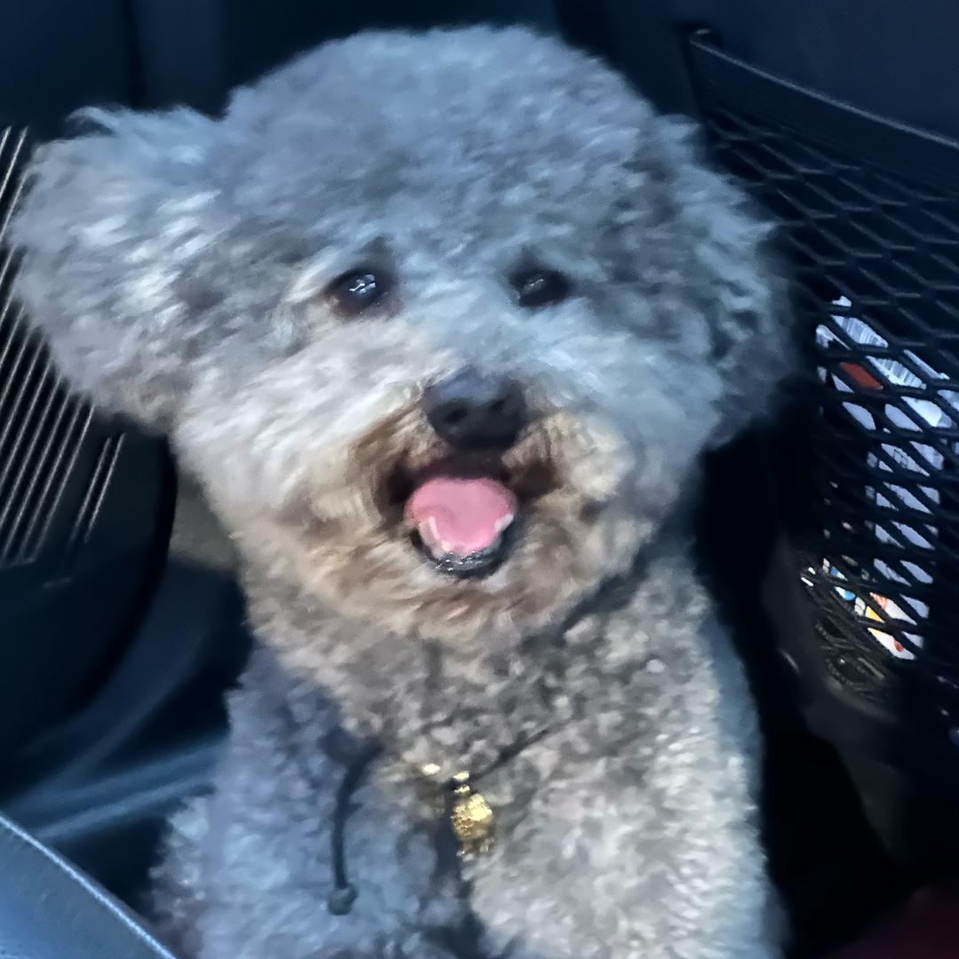 高毛毛🐶
