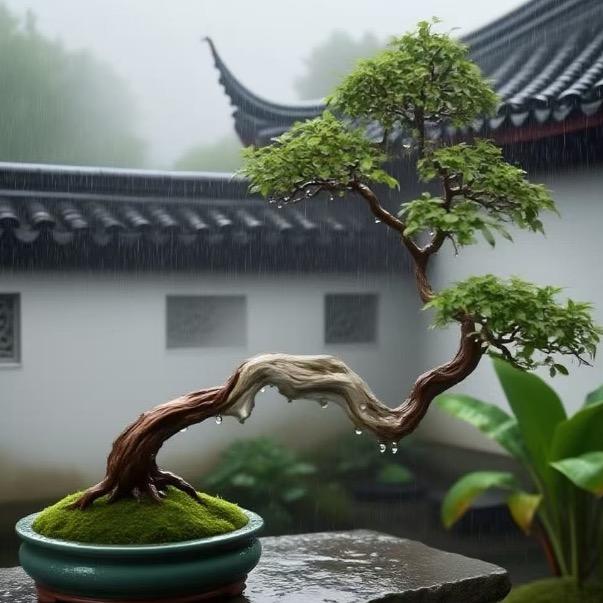 石门坊盆景绿植