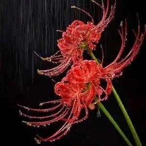 谁的忧伤悄悄绽放