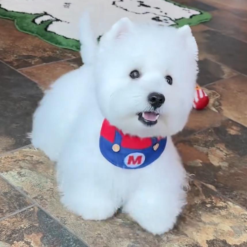 陈北熊