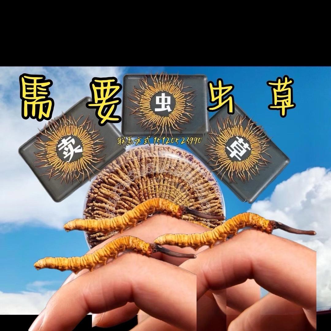 A张世杰虫草商行