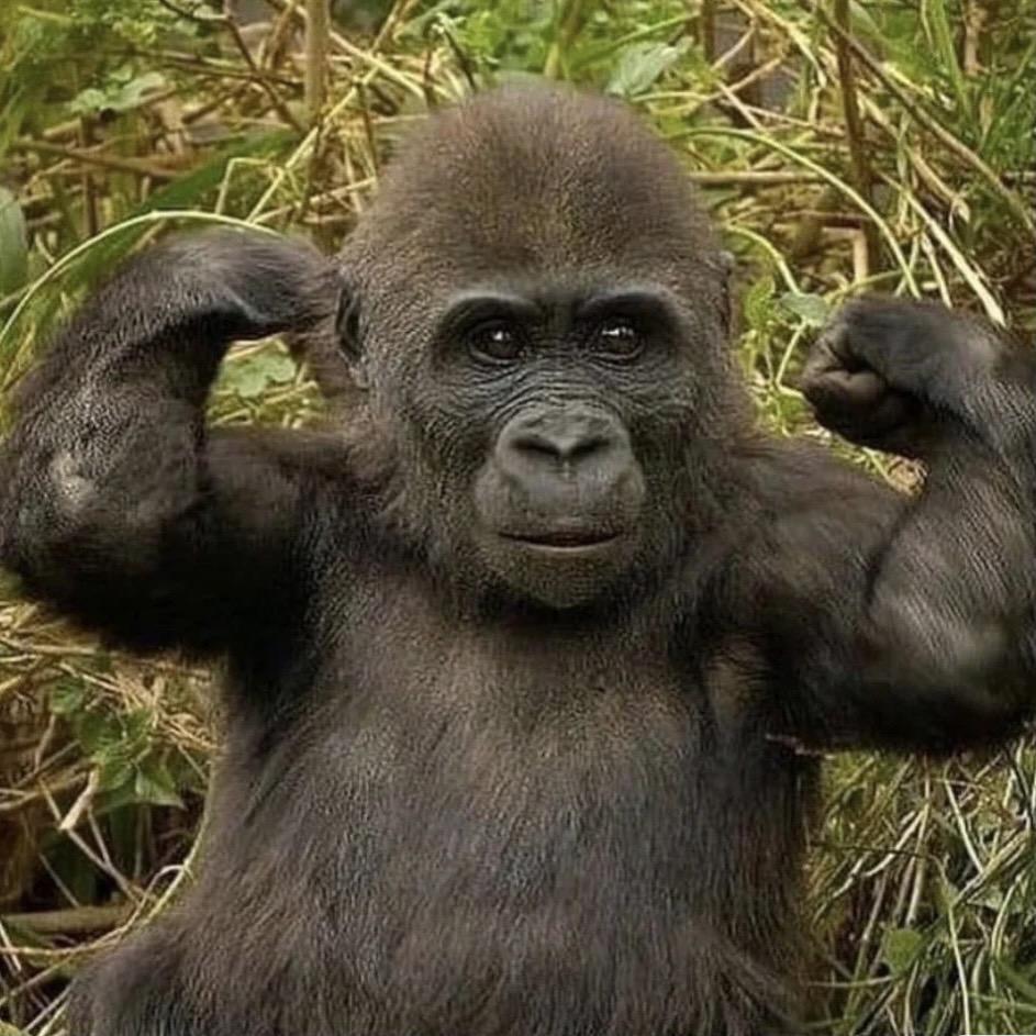 周猩猩的麻将进化日记赛@抖音