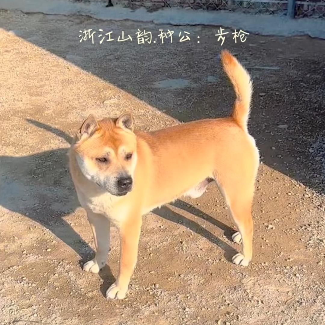 大黄和小黄