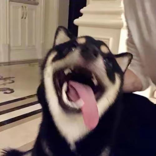绿豆蝇