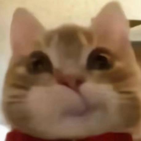 冇