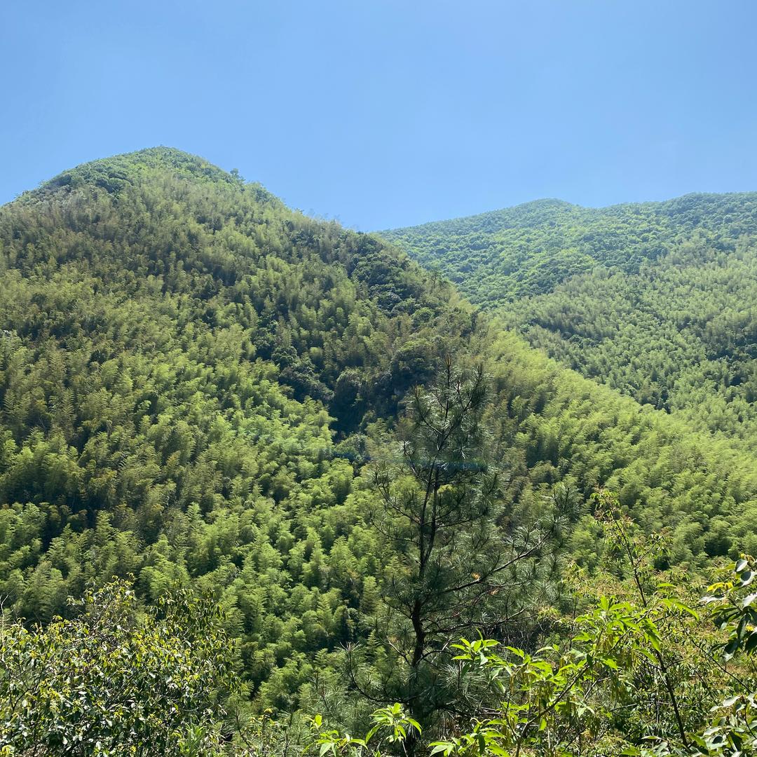 小灵画师
