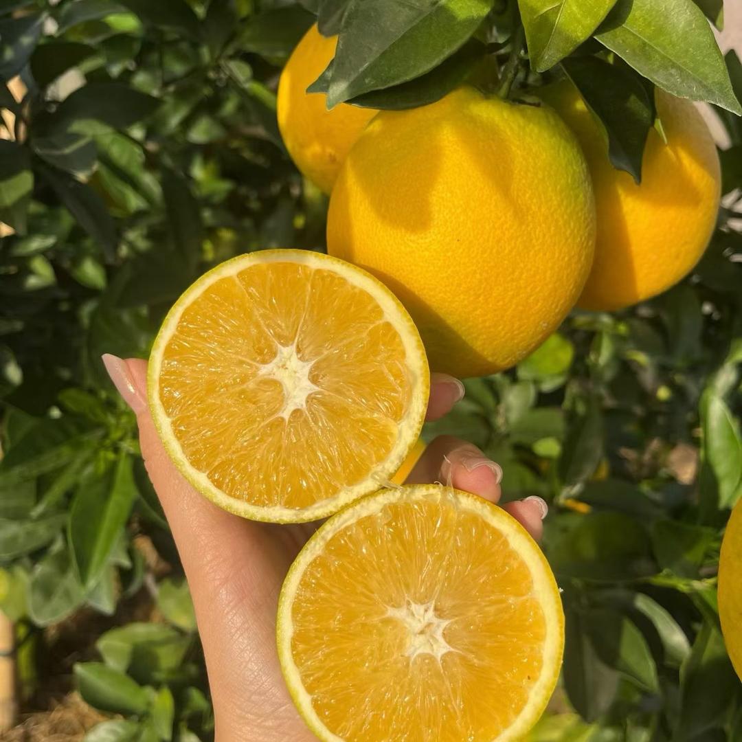 赣南脐橙产地直发