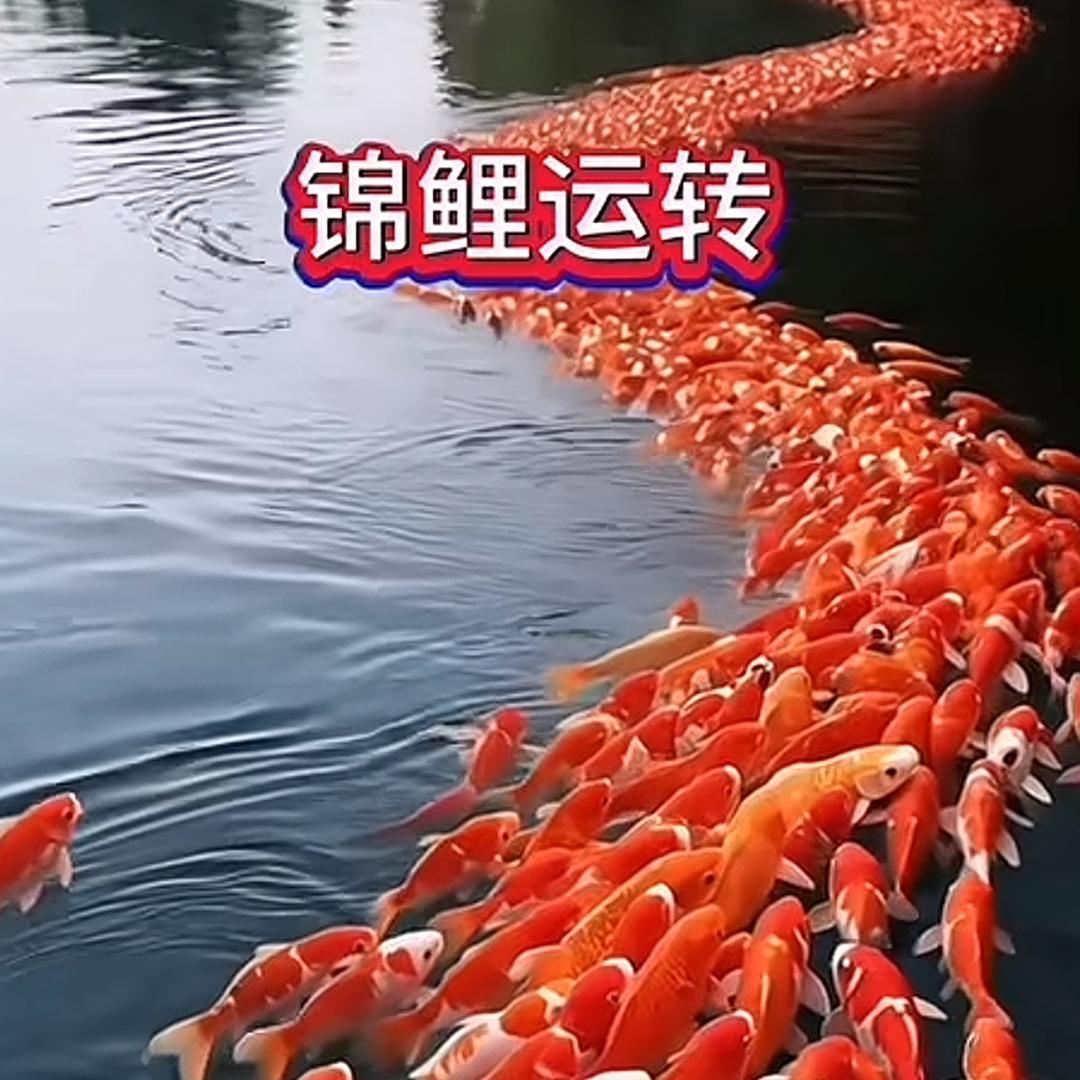 飞常梅好