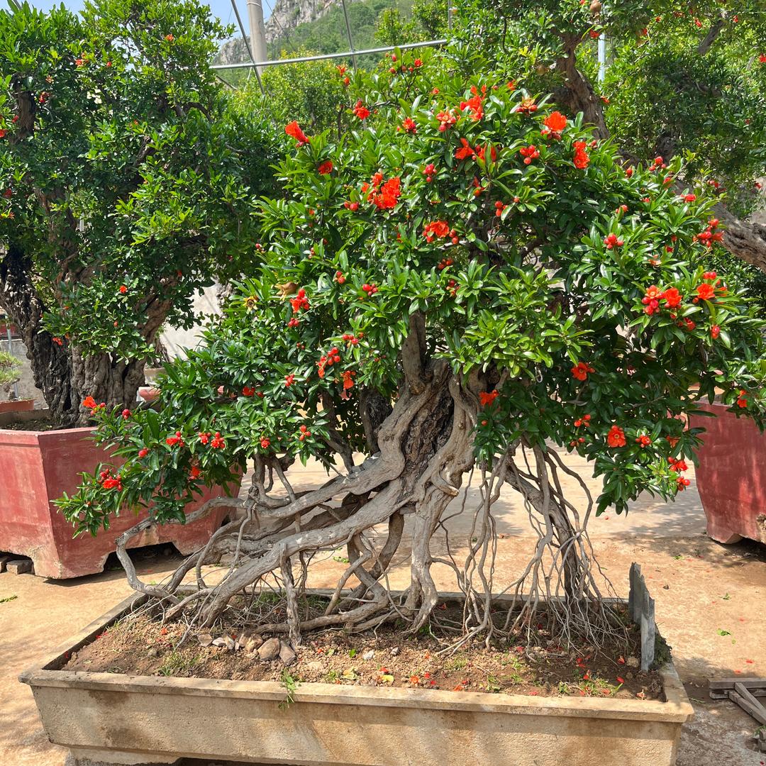 思学果树苗木专营店